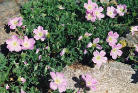 Geranium cinereum